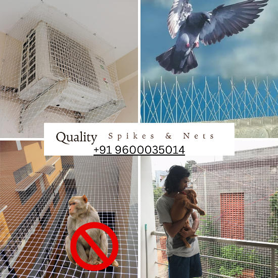  Bird Spikes